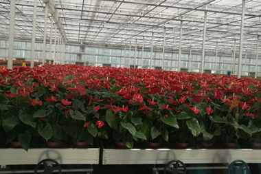 基泰園林公司隨同涇河新城管委會一行考察河南省許昌市鄢陵縣農業(yè)項目