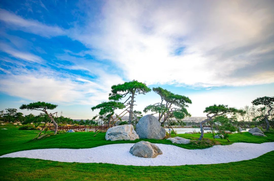 基泰風采 | 渭北地區(qū)油松栽培與造型