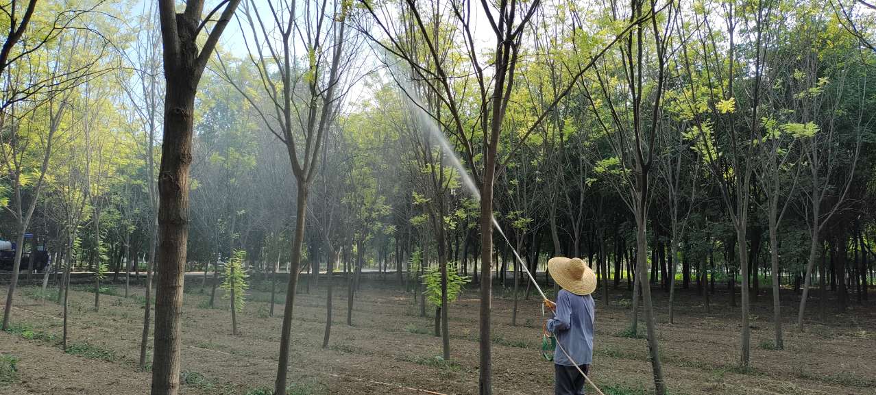 防治美國(guó)白蛾！